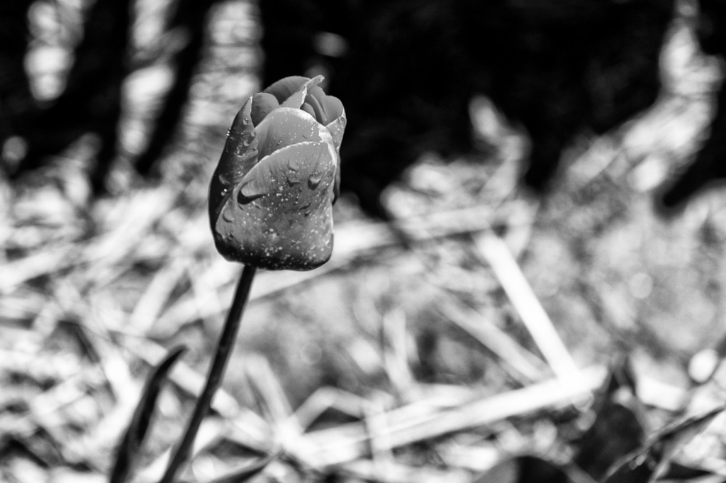 Tulp zw